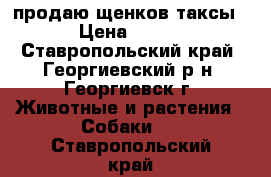 продаю щенков таксы › Цена ­ 800 - Ставропольский край, Георгиевский р-н, Георгиевск г. Животные и растения » Собаки   . Ставропольский край